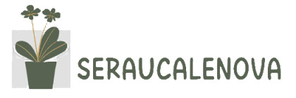 Seraucalenova